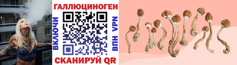 хочу   Заводоуковск  Галлюциногенные грибы Cubensis 